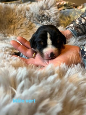 Les chiots de Bouvier de l'Appenzell (appenzellois)