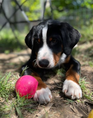 Les chiots de Bouvier de l'Appenzell (appenzellois)