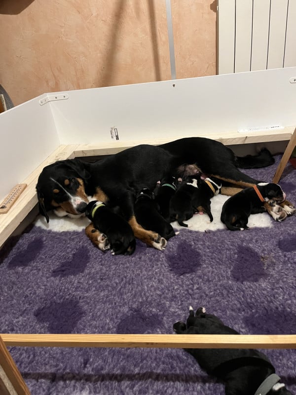 Bouvier de l'Appenzell (appenzellois) - L'Echo Des Cimes