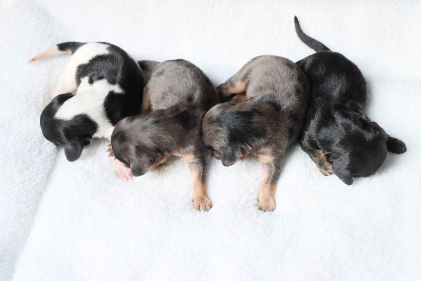 Nain/Kaninchen noire et blanche