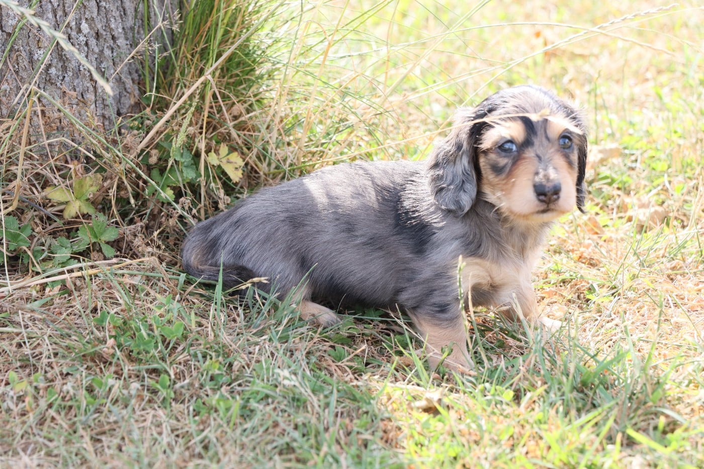 Nain/Kaninchen Arlequin bleu 1