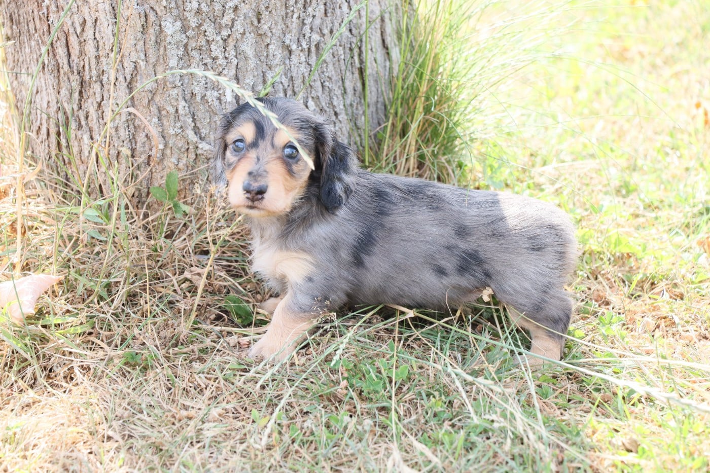 Nain/Kaninchen Arlequin bleu 1