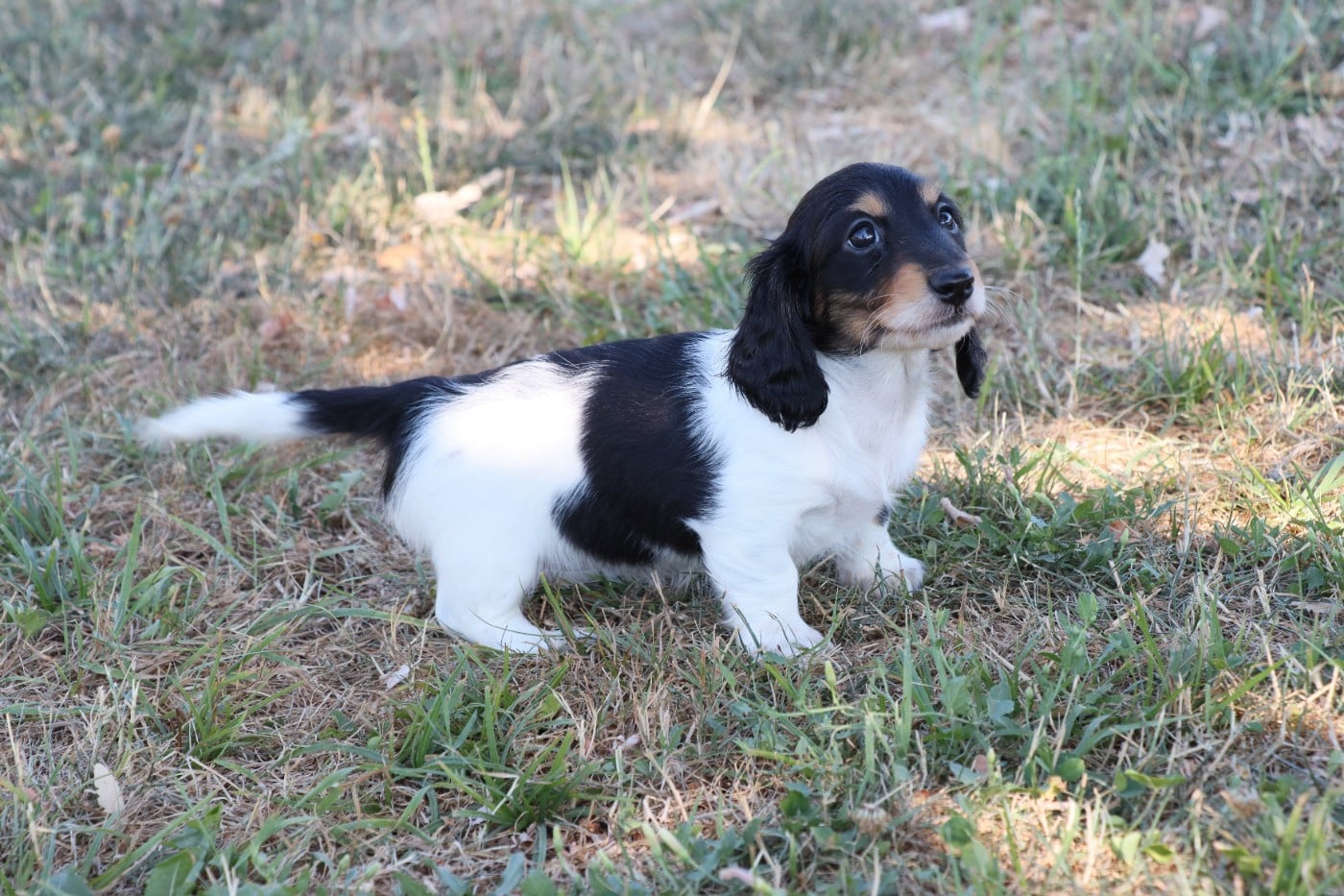 Nain/Kaninchen noire et blanche