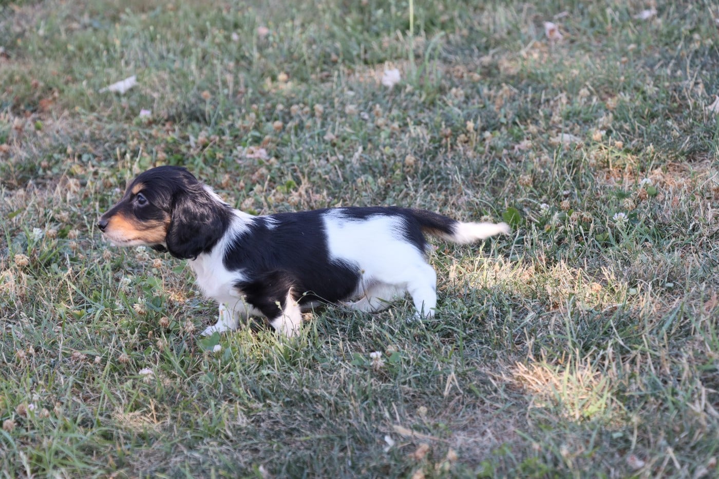 Nain/Kaninchen noire et blanche