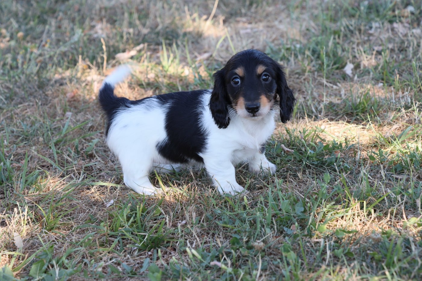 Nain/Kaninchen noire et blanche