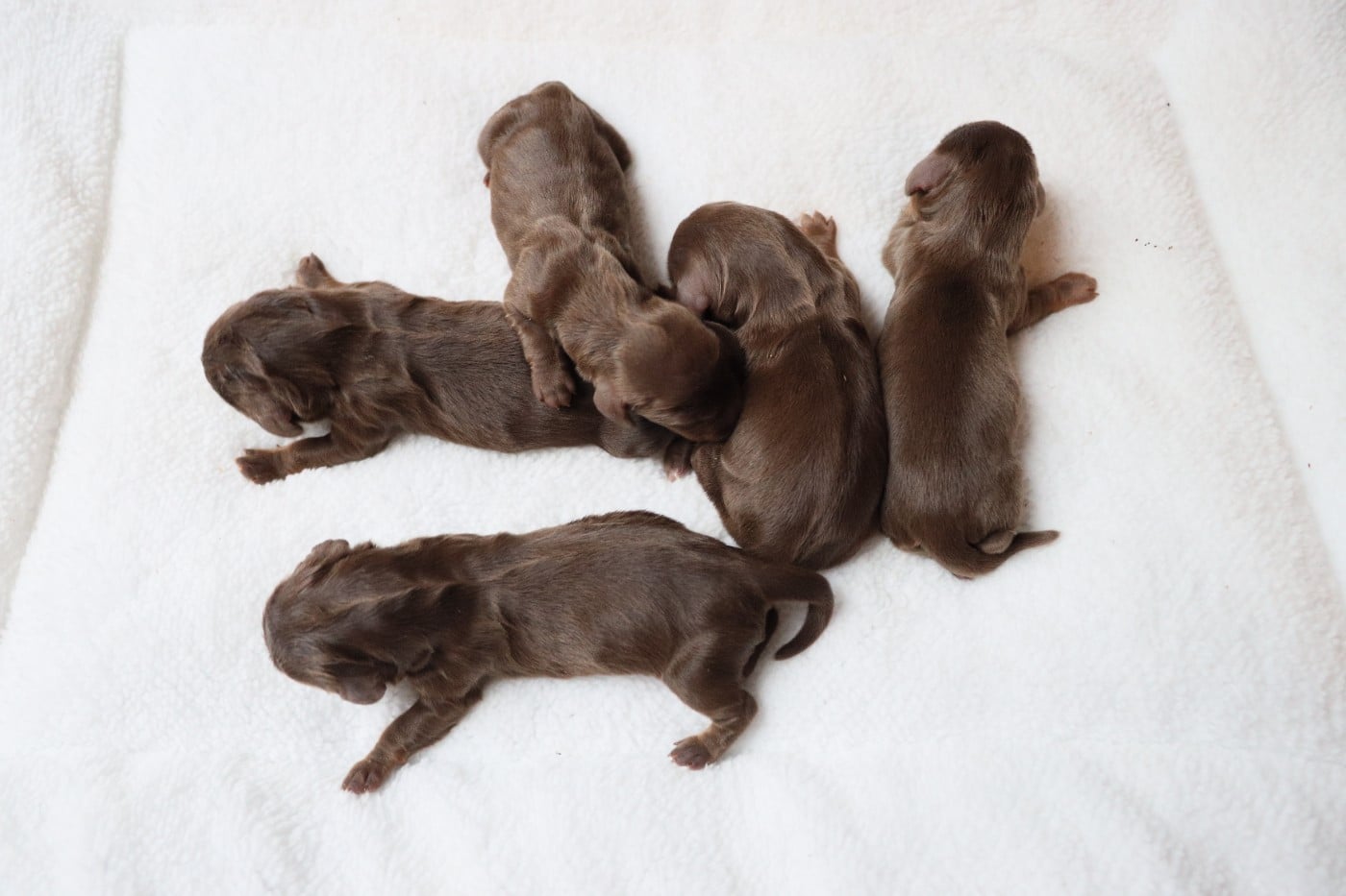 CHIOT 1 - Teckel poil long