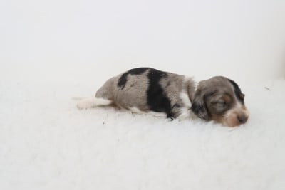 Les chiots de Teckel poil long