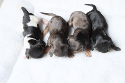 Les chiots de Teckel poil long