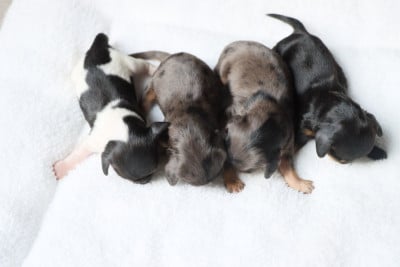 Les chiots de Teckel poil long