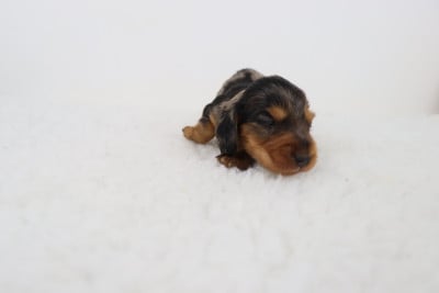 Les chiots de Teckel poil long