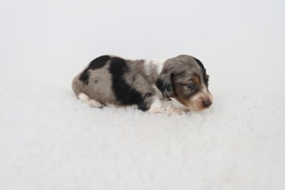 Les chiots de Teckel poil long