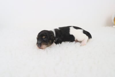 Les chiots de Teckel poil long