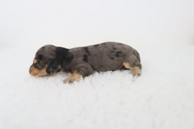 Les chiots de Teckel poil long