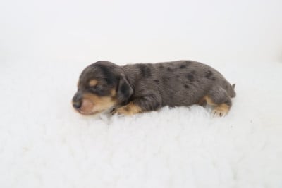 Les chiots de Teckel poil long