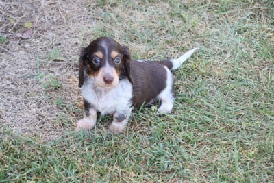 Les chiots de Teckel poil long