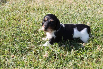 Les chiots de Teckel poil long