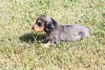 Les chiots de Teckel poil long