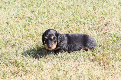 Les chiots de Teckel poil long