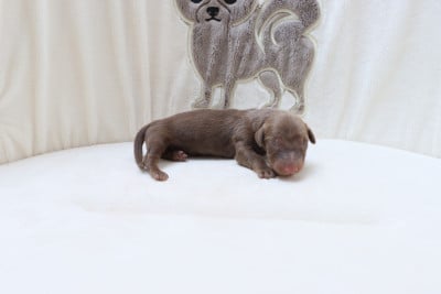 Les chiots de Teckel poil long