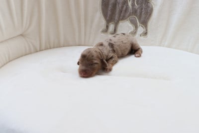 Les chiots de Teckel poil long