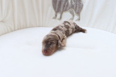 Les chiots de Teckel poil long