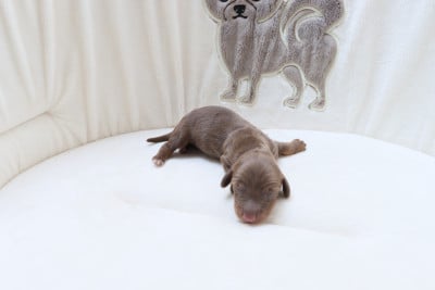 Les chiots de Teckel poil long