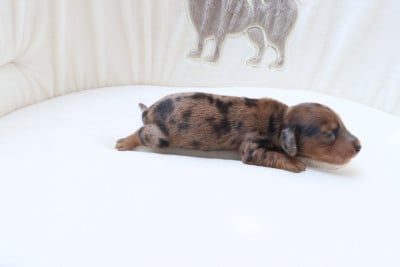 Les chiots de Teckel poil long