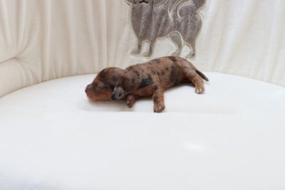 Les chiots de Teckel poil long