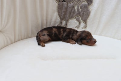 Les chiots de Teckel poil long