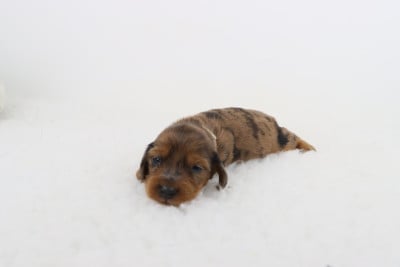 Les chiots de Teckel poil long
