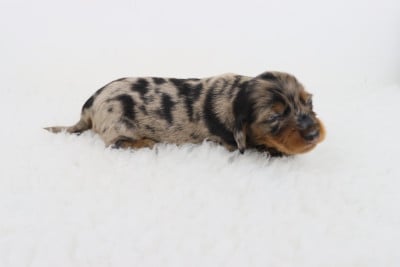 Les chiots de Teckel poil long