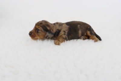 Les chiots de Teckel poil long