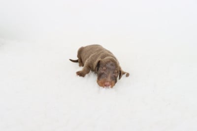 Les chiots de Teckel poil long