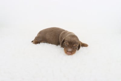 Les chiots de Teckel poil long