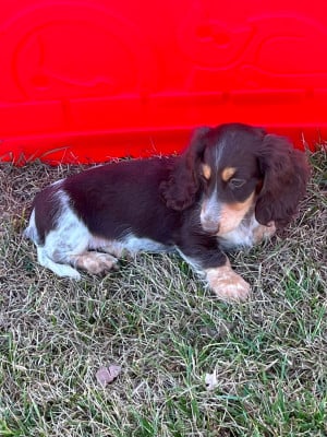 Les chiots de Teckel poil long