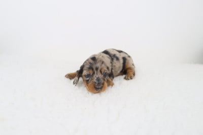Les chiots de Teckel poil long