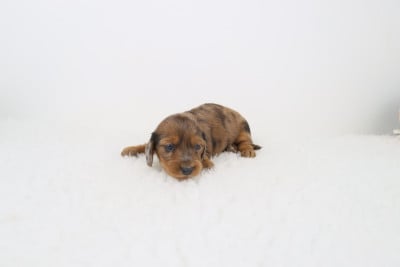 Les chiots de Teckel poil long