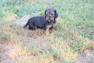 Les chiots de Teckel poil long