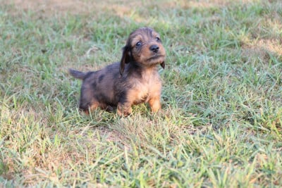 Les chiots de Teckel poil long