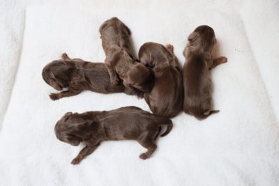 Les chiots de Teckel poil long