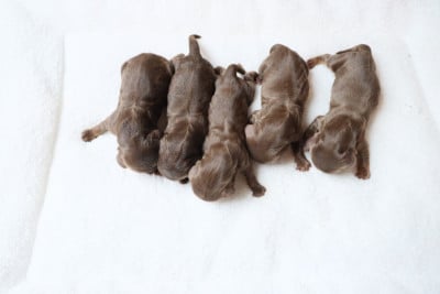Les chiots de Teckel poil long