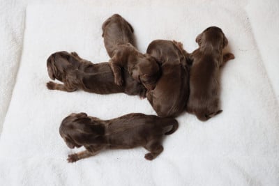 Les chiots de Teckel poil long