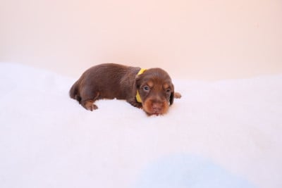 Les chiots de Teckel poil long