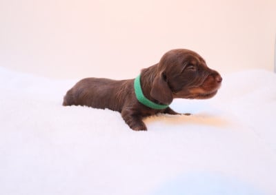 Les chiots de Teckel poil long