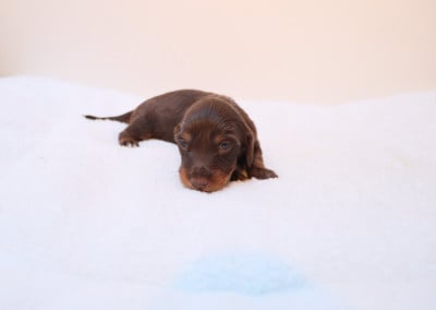 Les chiots de Teckel poil long