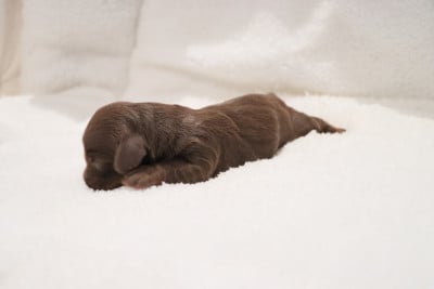 Les chiots de Teckel poil long