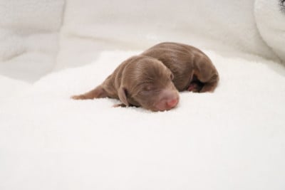 Les chiots de Teckel poil long