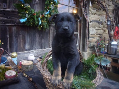 Les chiots de Berger Allemand