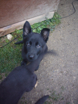 Les chiots de Berger Allemand