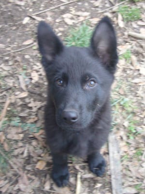 Les chiots de Berger Allemand